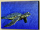 Aqua Life, Aquatic Craniate,water animal, aquaculture,