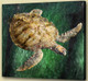 Aqua Life, Aquatic Craniate,water animal, aquaculture,