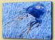 Auarium,Aqua Culture,Aquatic animal