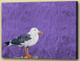 seagull,Bird,seabirds