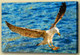 seagull,Bird,seabirds,Flying