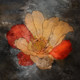 DesertFlower - 32in X 32in,28ABT18_3232,Black, Dark Shades,Oil Colors,Red and Yellow Flower,Black Background,80X80,Floral Art Canvas Painting Buy canvas art painting online for sale by fizdi.com in India