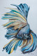 Betta Fish 1 (ART_8983_75177) - Handpainted Art Painting - 12in X 16in
