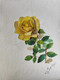 The yellow rose (ART_7901_75398) - Handpainted Art Painting - 11in X 13in