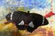 Butterfly,insects,Winged Insetc,Beautiful