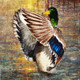 waterfowl family Anatidae,Bird,Water Bird,Swimmer