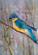 A Blue Bird (ART_9108_76701) - Handpainted Art Painting - 8in X 12in