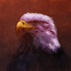 Accipitridae,Eagle,Eagles are large, powerfully built birds of prey