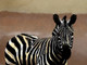 Zebra Dreams,Zebra,Wild life, African equids,stripes of zebras
