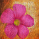flower,Floral,Colorful flowers,petal,beauty of floral,bloom or blossom