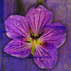 flower,Floral,Colorful flowers,petal,beauty of floral,bloom or blossom
