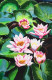 Lotus (ART-329-100380) - Handpainted Art Painting - 16 in X 24in