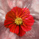 Flower,Floral,Colorful flowers,petal,beauty of floral,bloom ,blossom