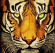 Tiger (ART-15085-100515) - Handpainted Art Painting - 32 in X 42in