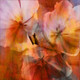 Flower,Floral,Colorful flowers,petal,beauty of floral,bloom ,blossom