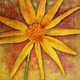 Flower,Floral,Colorful flowers,petal,beauty of floral,bloom ,blossom