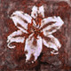 Flower,Floral,Colorful flowers,petal,beauty of floral,bloom ,blossom