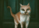 Silent Cat (PRT-8645-100732) - Canvas Art Print - 24in X 17in