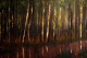 Pine Woods In Munnar (ART-15198-100786) - Handpainted Art Painting - 18 in X 12in