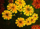 Yellow Flowers (ART-15198-100797) - Handpainted Art Painting - 17in X 11in