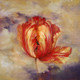 Flower,Floral,Colorful flowers,petal,beauty of floral,bloom ,blossom