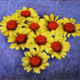 Flower,Floral,Colorful flowers,petal,beauty of floral,bloom ,blossom