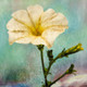 Flower,Floral,Colorful flowers,petal,beauty of floral,bloom ,blossom
