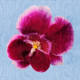 Flower,Floral,Colorful flowers,petal,beauty of floral,bloom ,blossom
