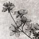 Flower,Floral,Colorful flowers,petal,beauty of floral,bloom ,blossom