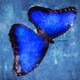 Butterflies, insects,Beauty of butterfly