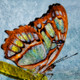 Butterflies, insects,Beauty of butterfly