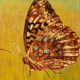 Butterflies, insects,Beauty of butterfly
