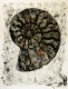 Amonit (PRT-15544-102122) - Canvas Art Print - 32in X 42in