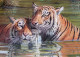 Tiger Painting (ART-15624-102539) - Handpainted Art Painting - 24in X 36in