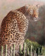 Leopard Painting (ART-15624-102541) - Handpainted Art Painting - 36in X 48in