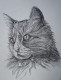 Cat 1 (ART-3343-102634) - Handpainted Art Painting - 11in X 14in