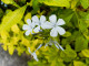 Plumbago White Flowers (PRT-15676-103004) - Canvas Art Print - 18in X 14in