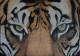 Intense Gaze: A Tiger's Eye Close-Up (PRT-8122-103049) - Canvas Art Print - 18in X 13in