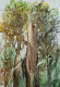 Tall Trees (ART-8841-103069) - Handpainted Art Painting - 8in X 11in