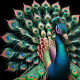Peacock26 (PRT-9087-103593) - Canvas Art Print - 24in X 24in