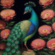 Peacock13 (PRT-9087-103579) - Canvas Art Print - 24in X 24in