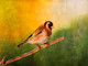 Birds,Beautiful Small Bird,Colorful Bird,Flying