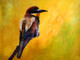 Birds,Beautiful Small Bird,Colorful Bird,Flying