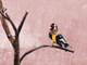 Birds,Beautiful Small Bird,Colorful Bird,Flying