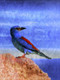 Birds,Beautiful Small Bird,Colorful Bird,Flying