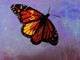 Butterflies, insects,Beauty of butterfly,Colorful Butterfly