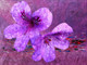 Flower,Floral,Colorful flowers,petal,beauty of floral,bloom ,blossom