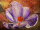 Flower,Floral,Colorful flowers,petal,beauty of floral,bloom ,blossom