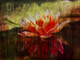 Flower,Floral,Colorful flowers,petal,beauty of floral,bloom ,blossom