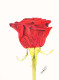 RED ROSE (ART-15550-104454) - Handpainted Art Painting - 8in X 11in